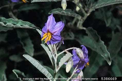 Protection Spells and Warding in Silverlea Nightshade Witchcraft